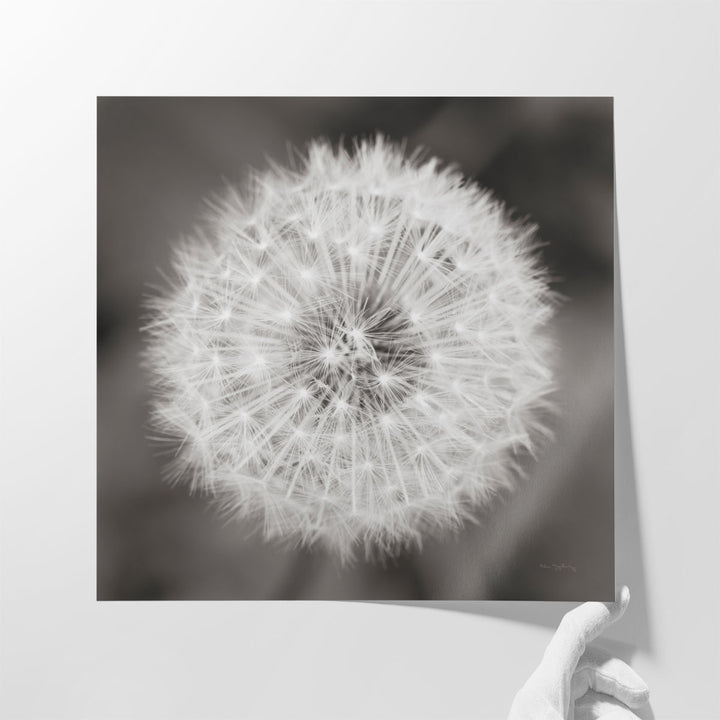 Dandelion Seedhead - Canvas Print Wall Art