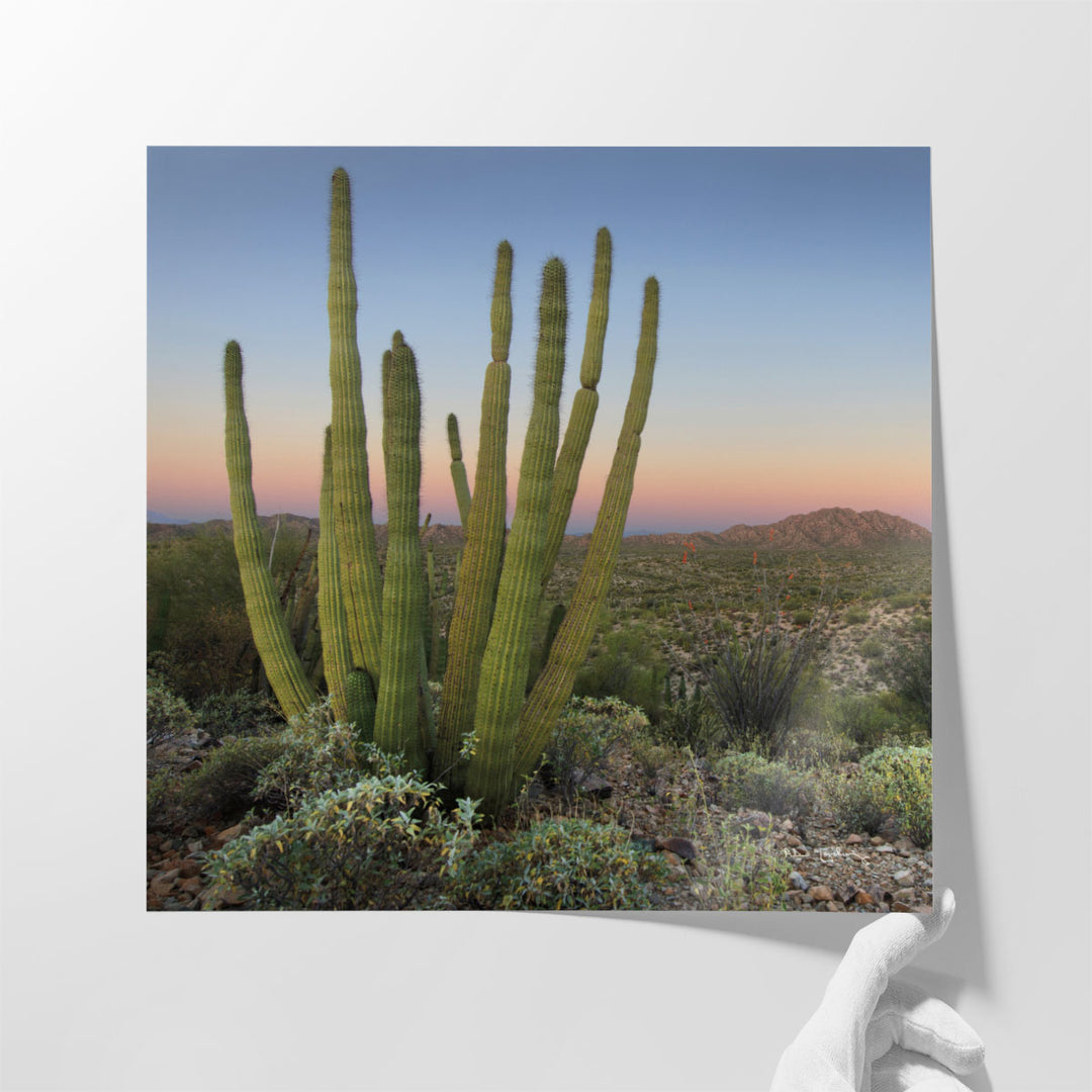 Organ Pipe Cactus at Dusk - Canvas Print Wall Art