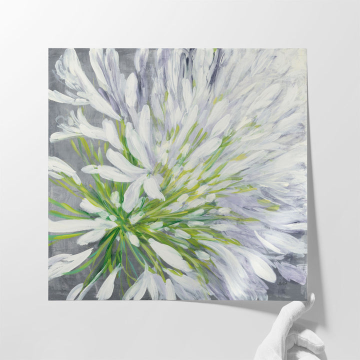 Cleome Splash II - Canvas Print Wall Art