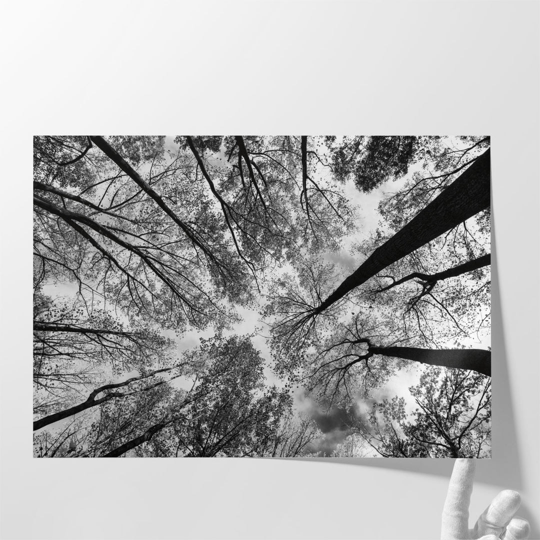 Looking Up I Black and White - Canvas Print Wall Art