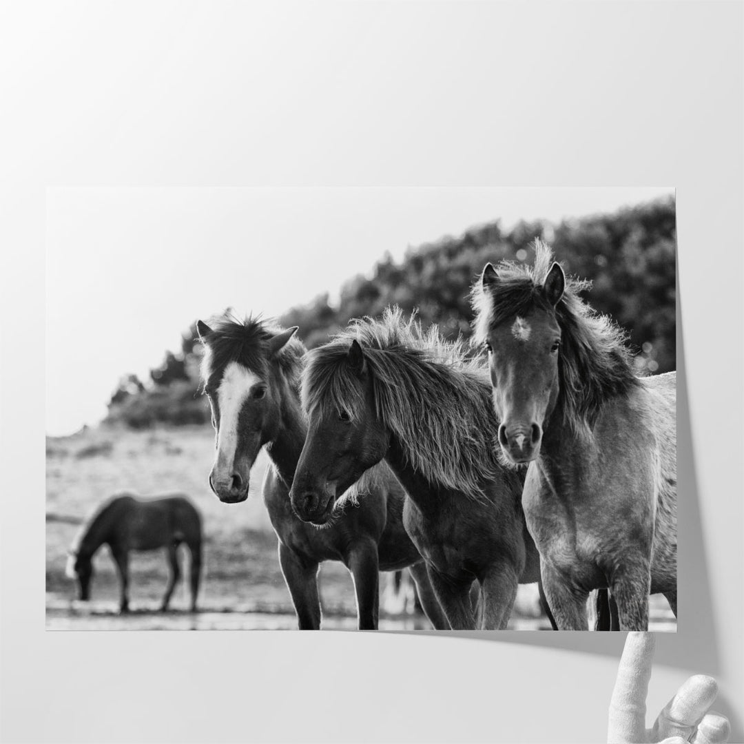 Horses Three - Canvas Print Wall Art