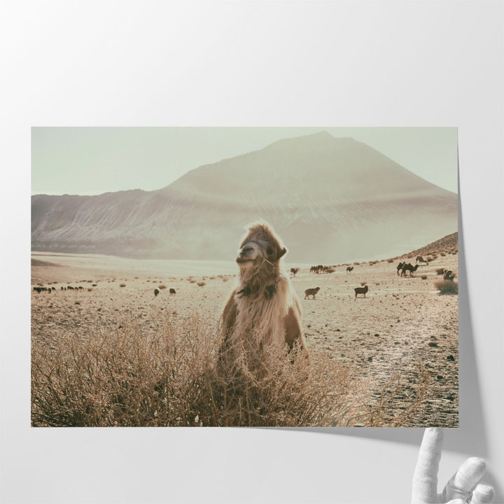 Desert Camel - Canvas Print Wall Art