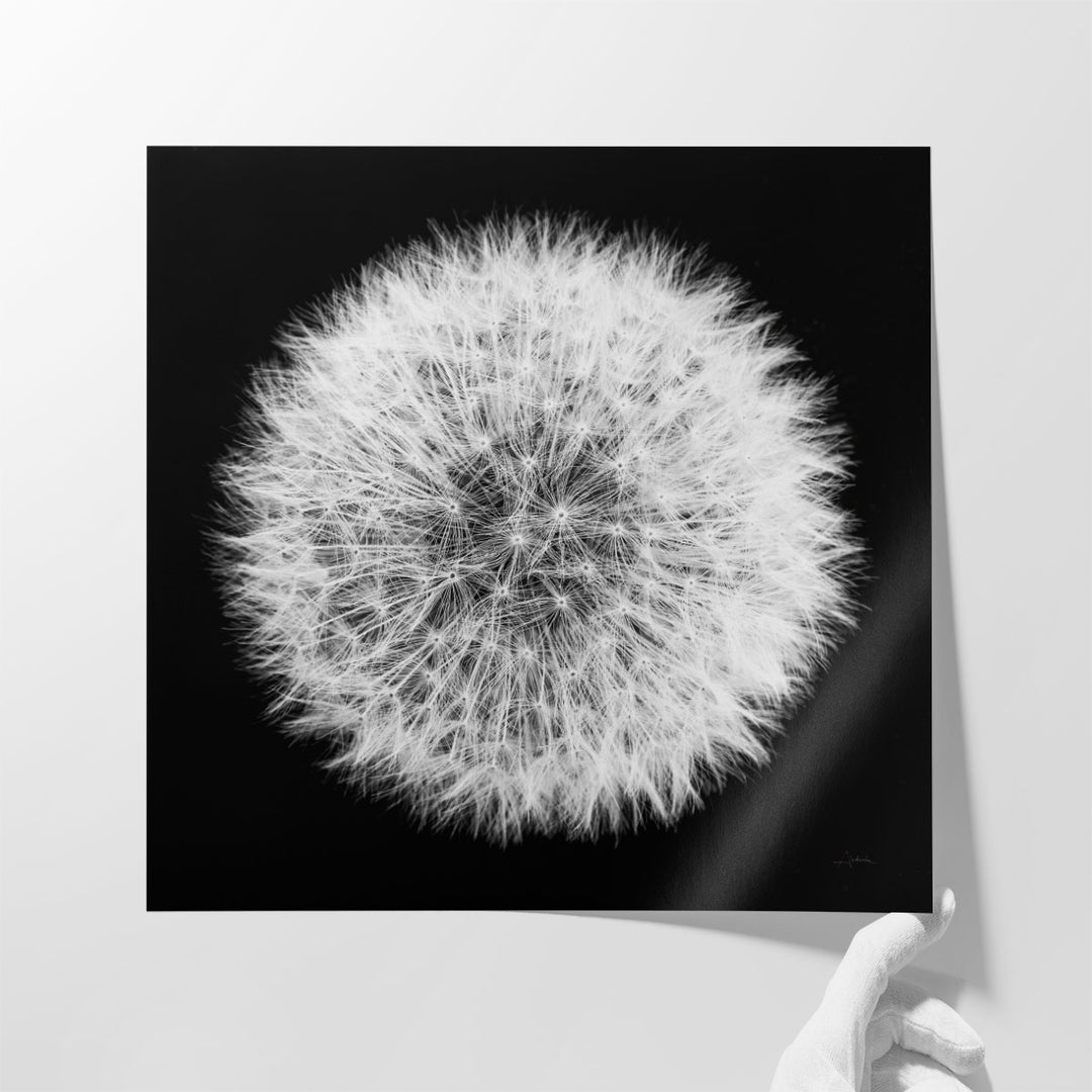 Dandelion on Black I - Canvas Print Wall Art