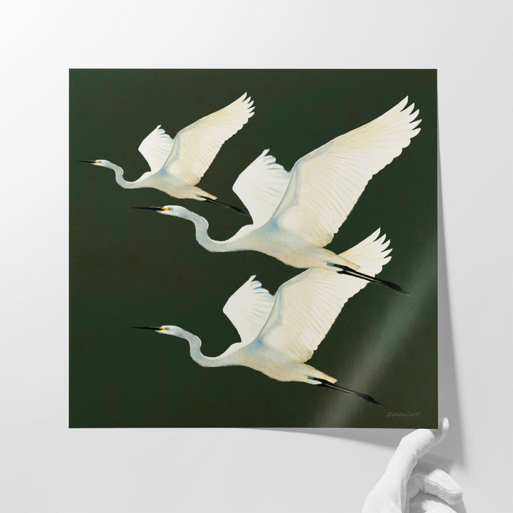 Egrets Alighting II - Canvas Print Wall Art