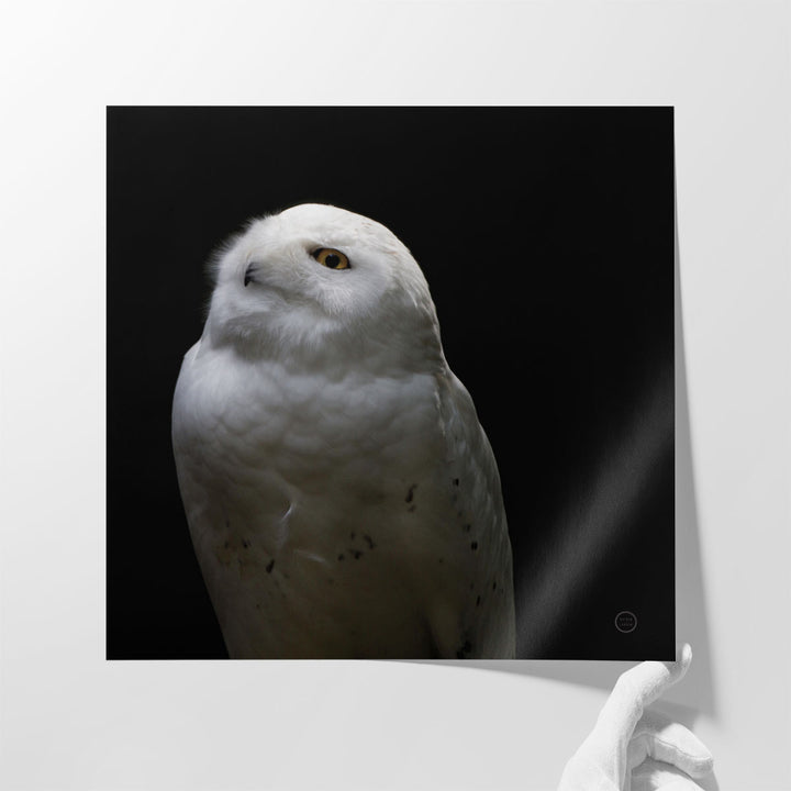 Snowy Owl Looks to the Sun Black and White - Canvas Print Wall Art