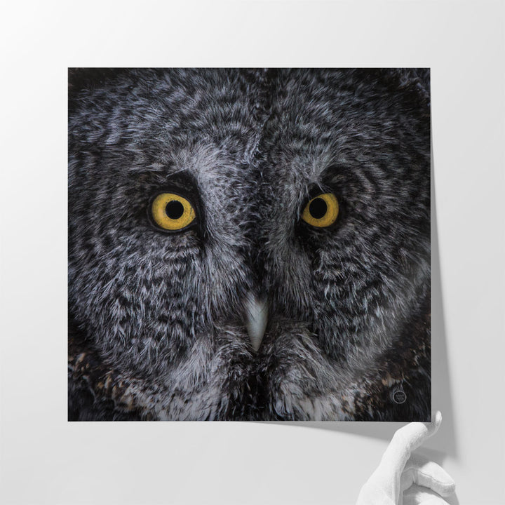 Great Grey Owl Black and White - Canvas Print Wall Art