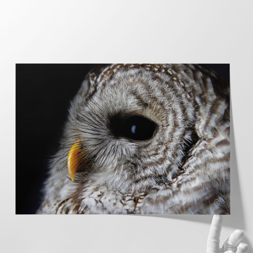 Barred Owl Portrait - Canvas Print Wall Art