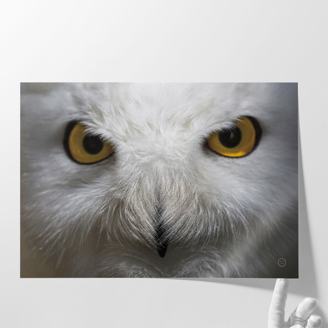 Snowy Owl Stare - Canvas Print Wall Art