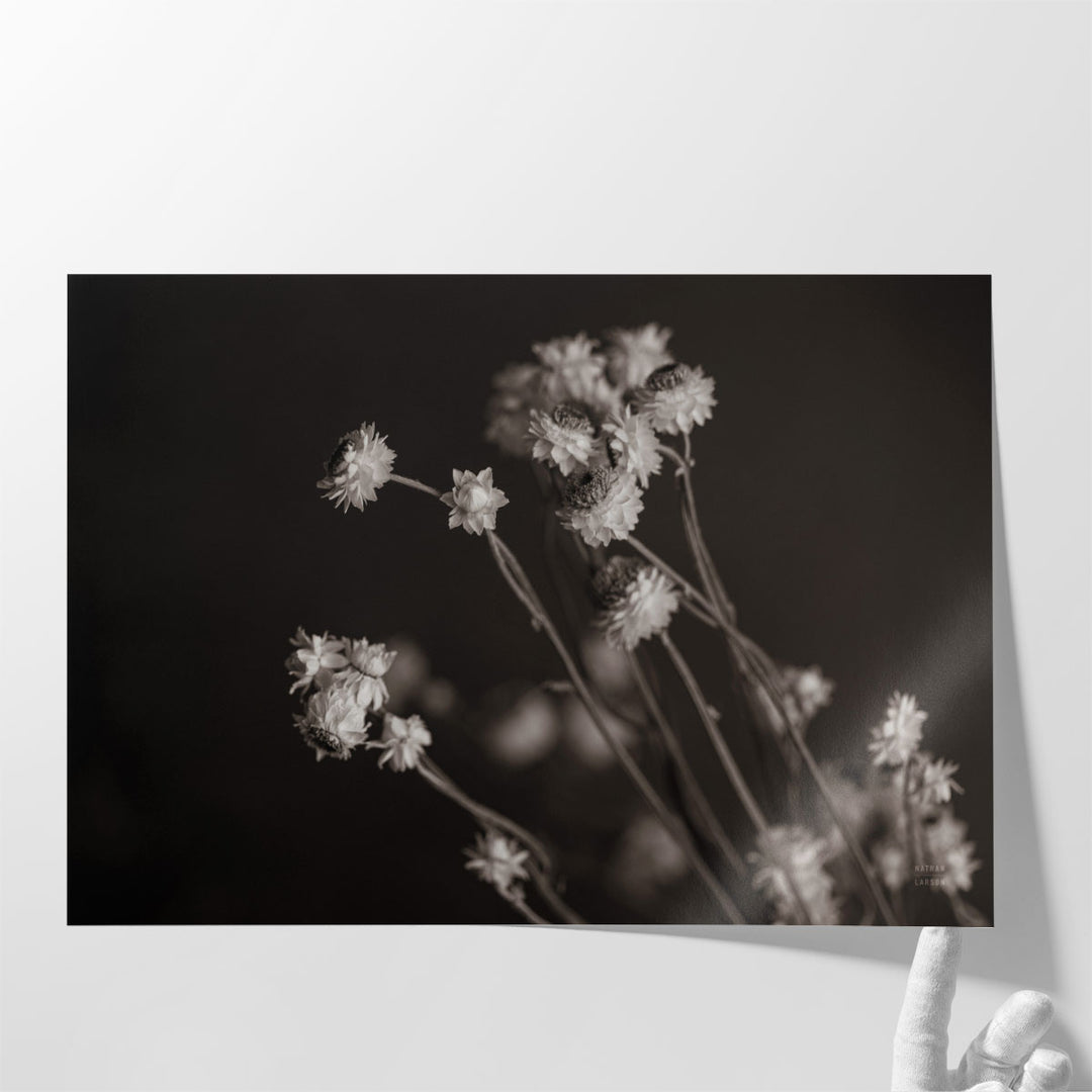 Daisy Study Black and White - Canvas Print Wall Art