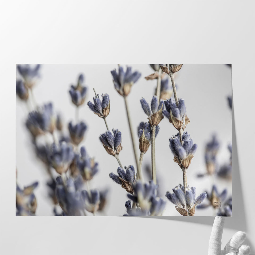 Lavender Bouquet - Canvas Print Wall Art