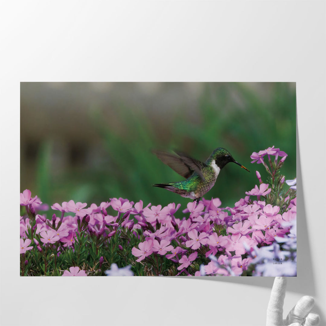 Spring Hummingbird - Canvas Print Wall Art