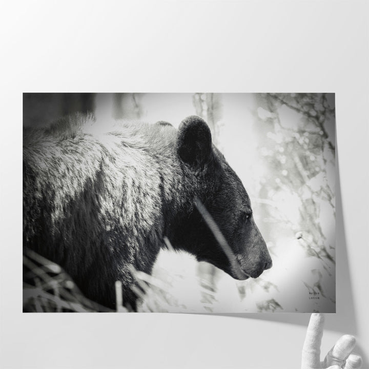 Bear Emerging Black and White - Canvas Print Wall Art