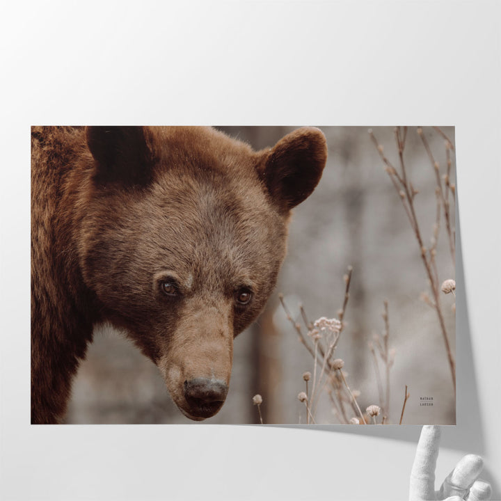 Bear Profile II - Canvas Print Wall Art