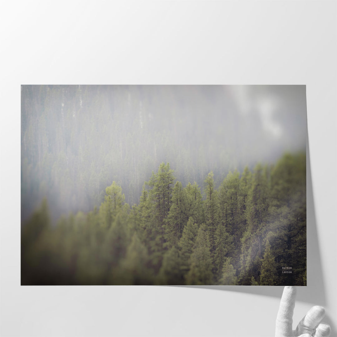 Northern Forests - Canvas Print Wall Art