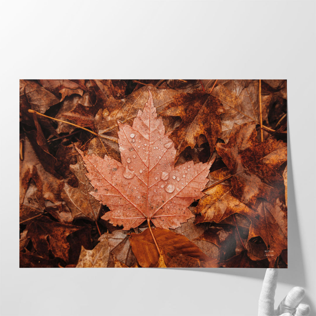 Fall Rains I - Canvas Print Wall Art