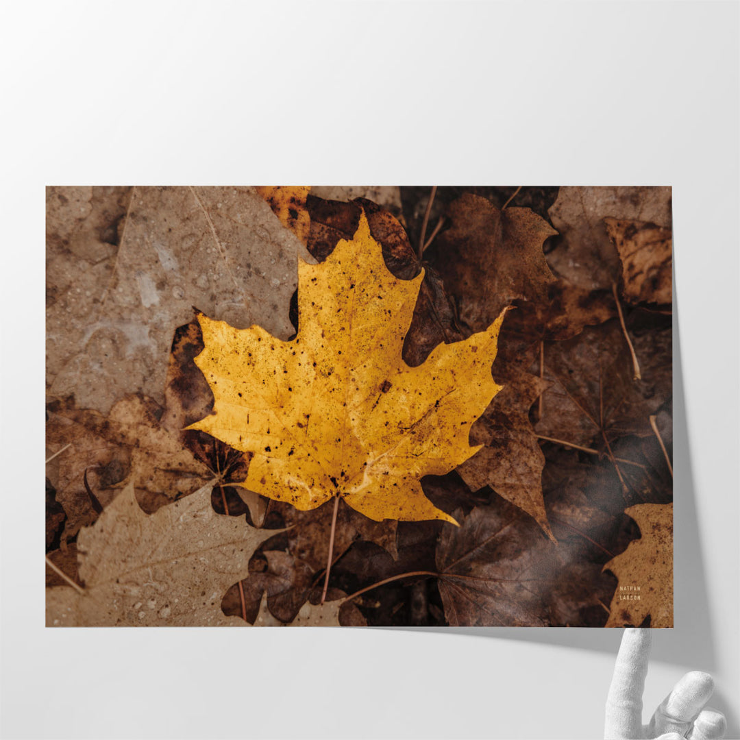 Fall Rains II - Canvas Print Wall Art