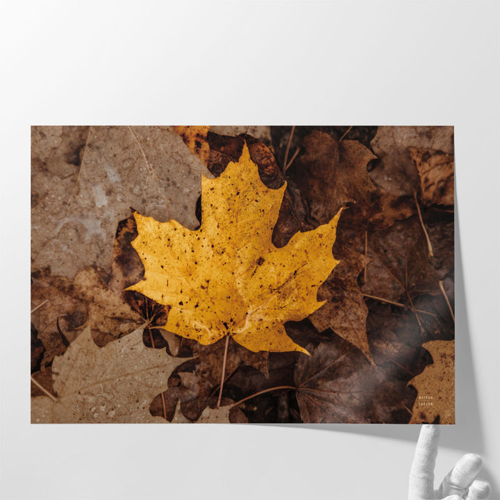 Fall Rains II - Canvas Print Wall Art