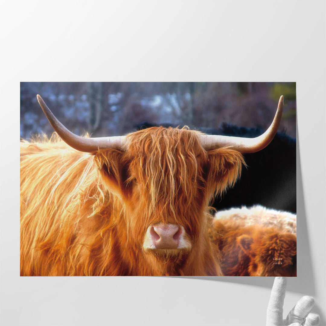 Highland Cow Sunshine - Canvas Print Wall Art