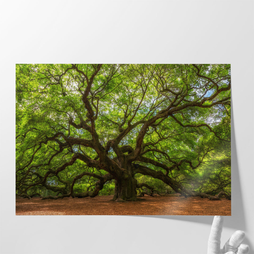 Angle Oak Tree in Johns Island, South Carolina - Canvas Print Wall Art