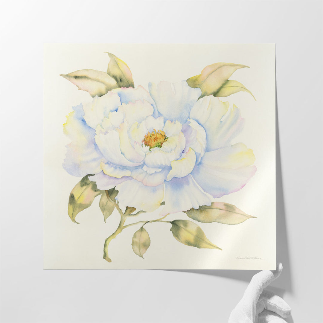 Peony - Canvas Print Wall Art