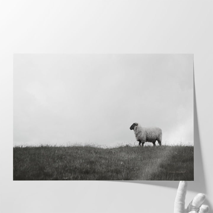 Islay Sheep II - Canvas Print Wall Art