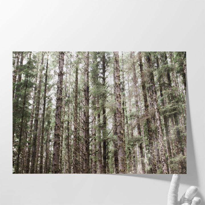 Mossy Pines - Canvas Print Wall Art