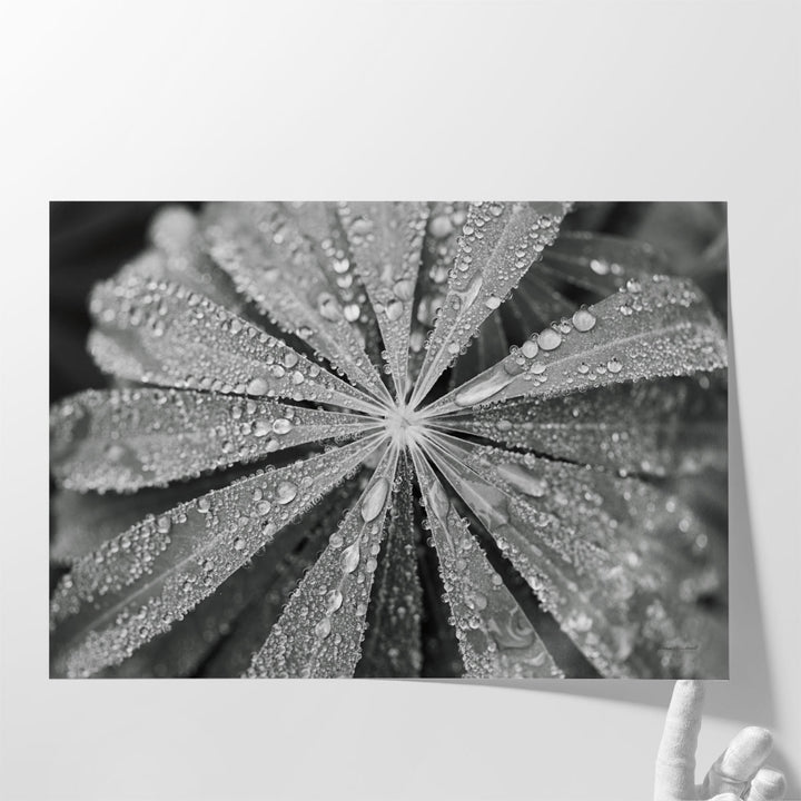 Raindrops on Lupine Black and White - Canvas Print Wall Art