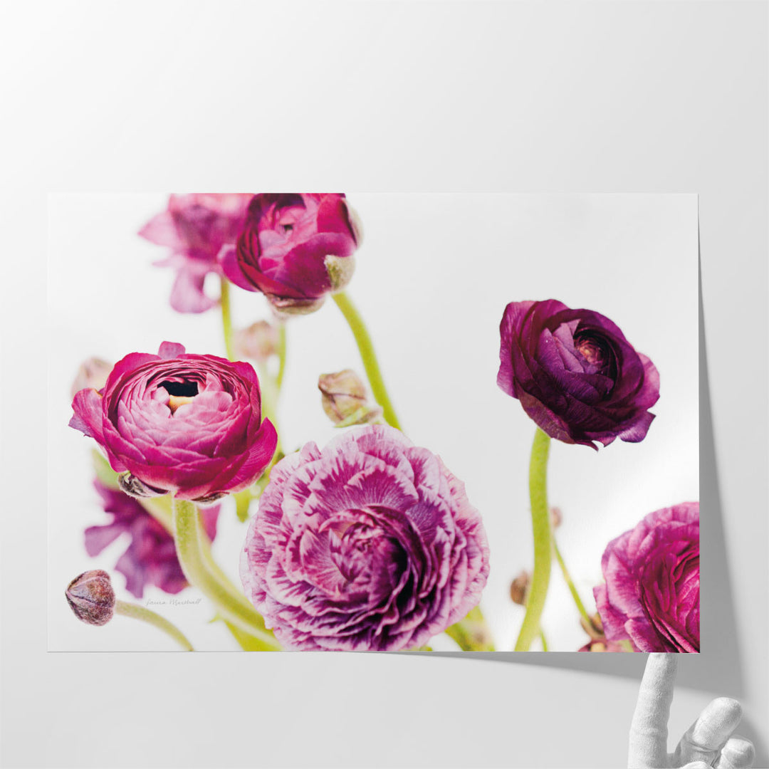 Spring Ranunculus IV - Canvas Print Wall Art