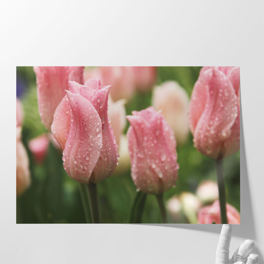 Tulips after the Rain - Canvas Print Wall Art