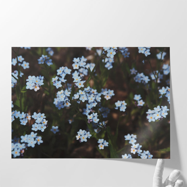 Forget Me Nots I - Canvas Print Wall Art