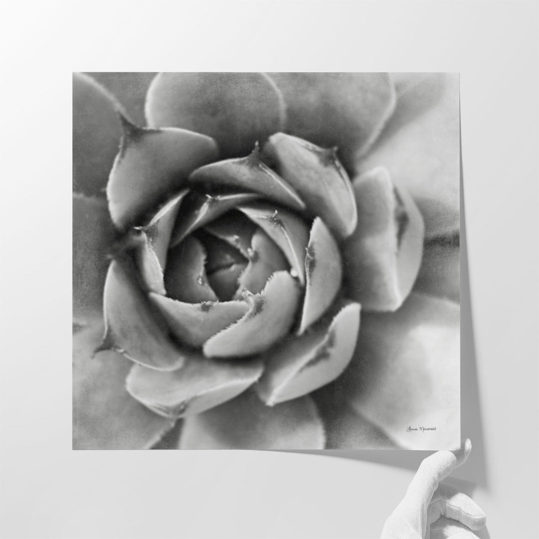 Garden Succulent II - Canvas Print Wall Art