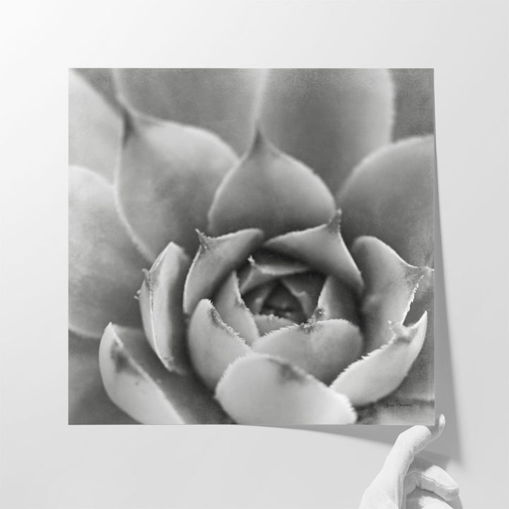 black and white succulent wall art Garden Succulent III Art Print