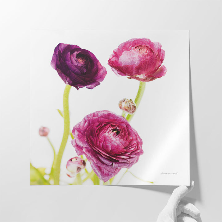 Spring Ranunculus I - Canvas Print Wall Art