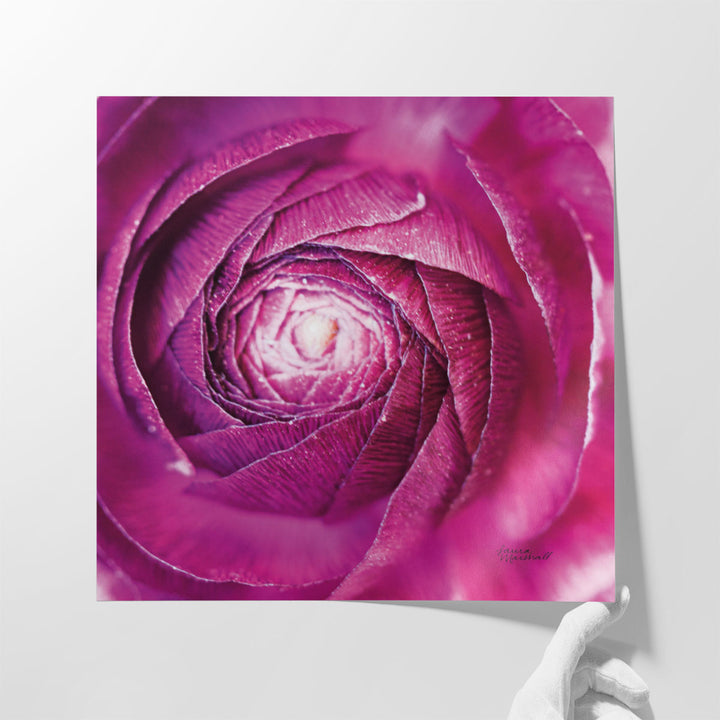 Ranunculus Abstract I - Canvas Print Wall Art