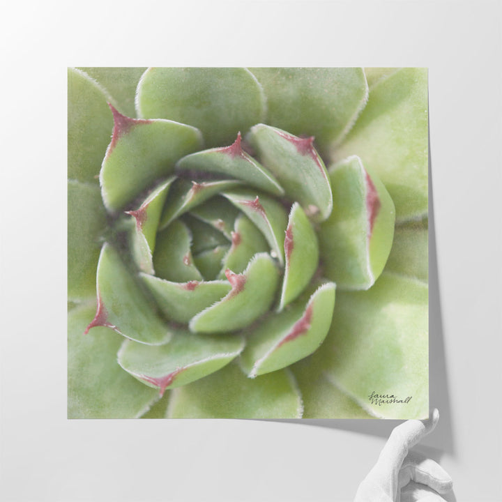 Succulents II - Canvas Print Wall Art