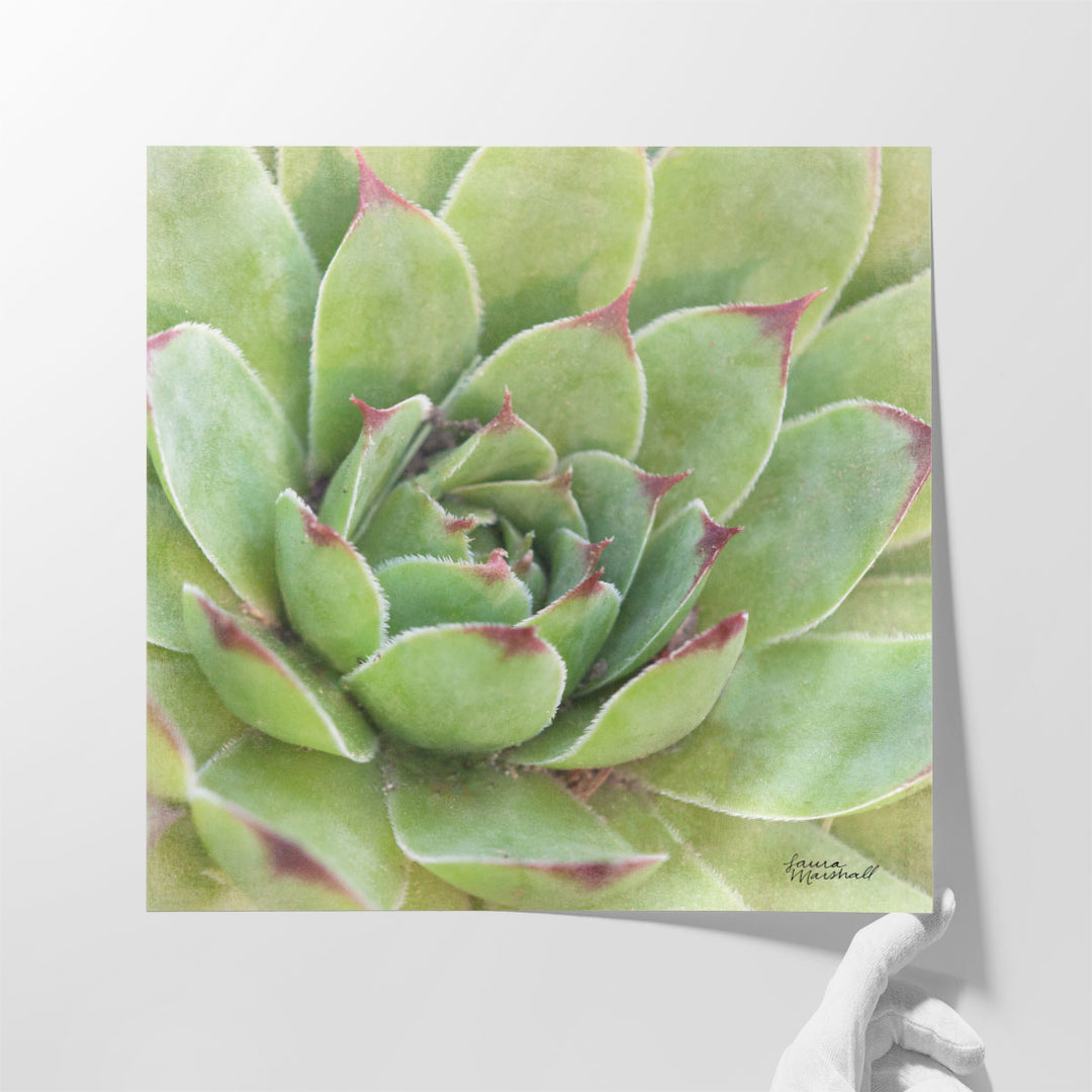 Garden Succulents IV - Canvas Print Wall Art