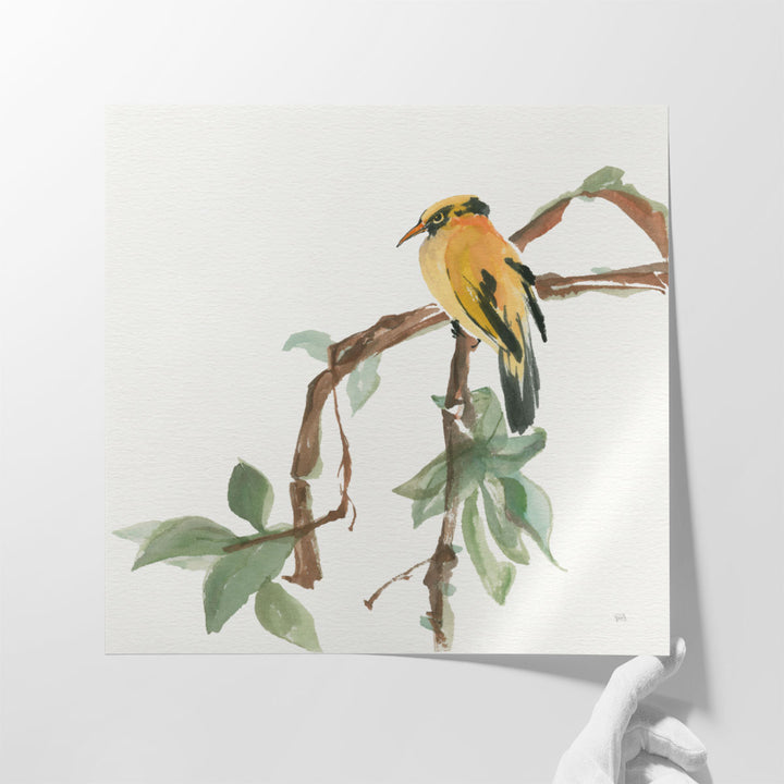 Black Napped Oriole - Canvas Print Wall Art