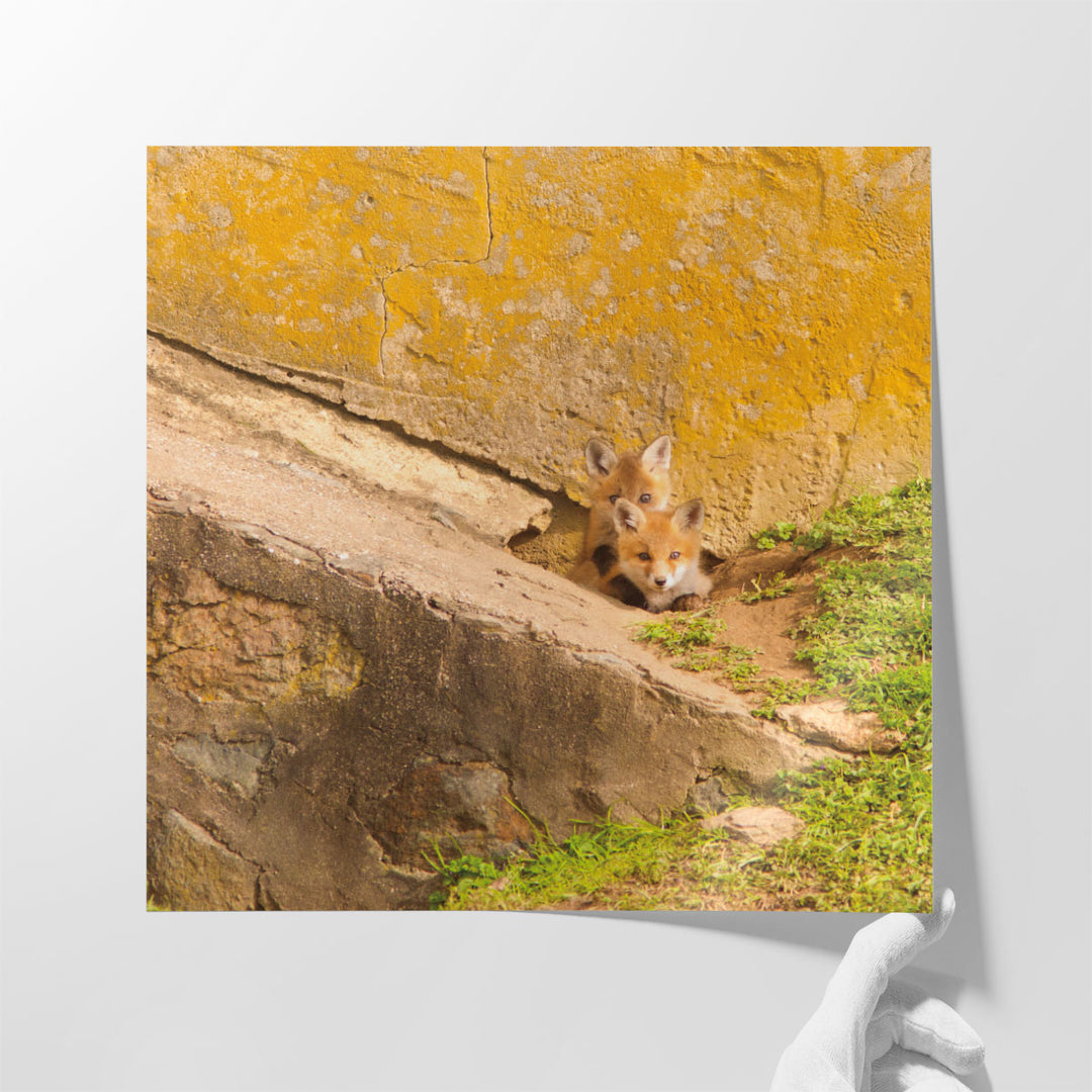 Fox Cubs II - Canvas Print Wall Art