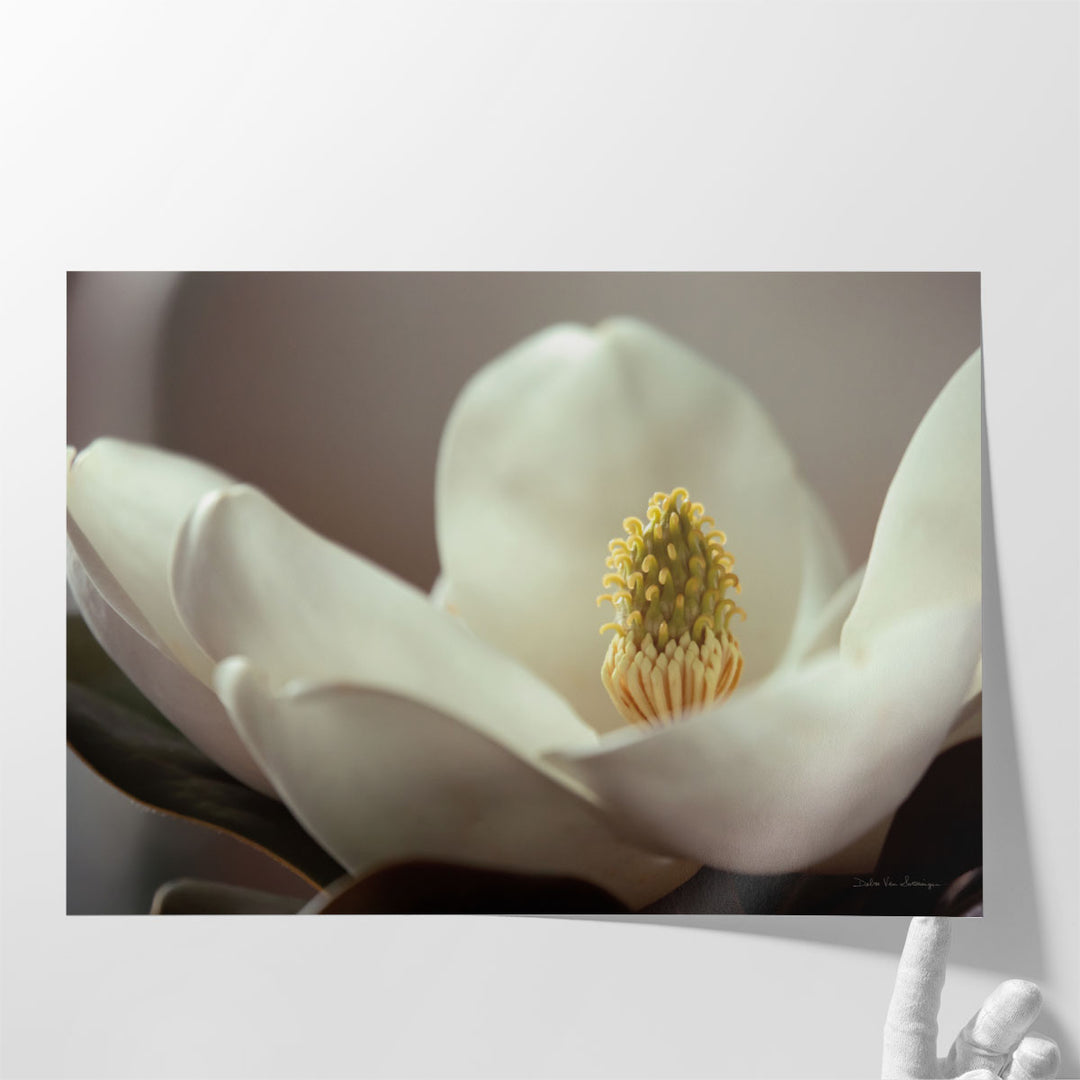 Magnolia Detail II - Canvas Print Wall Art