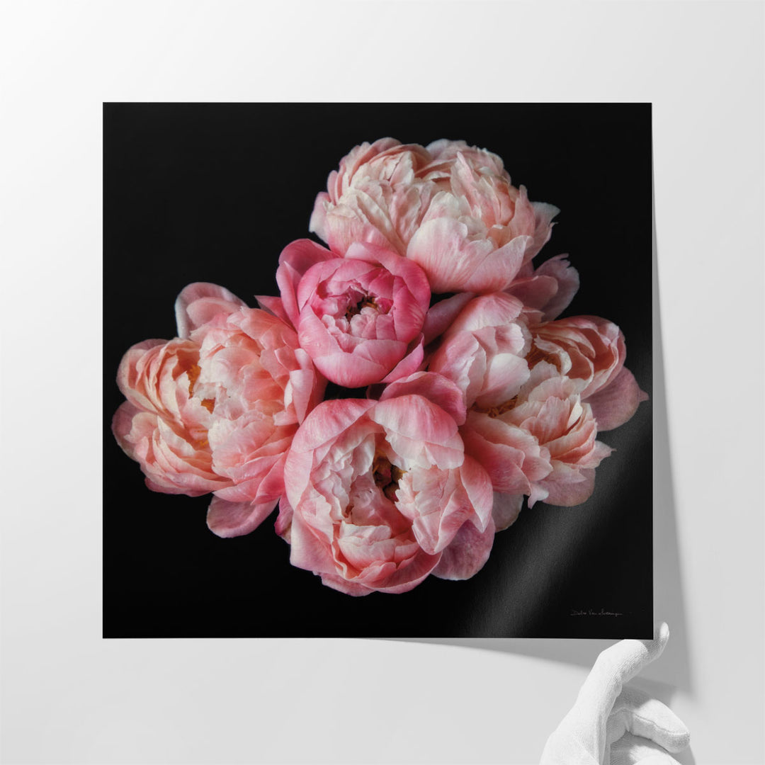 Coral Peonies III - Canvas Print Wall Art