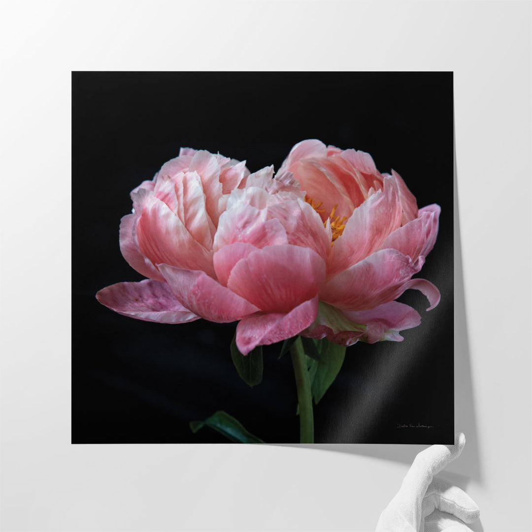 Coral Peonies IV - Canvas Print Wall Art