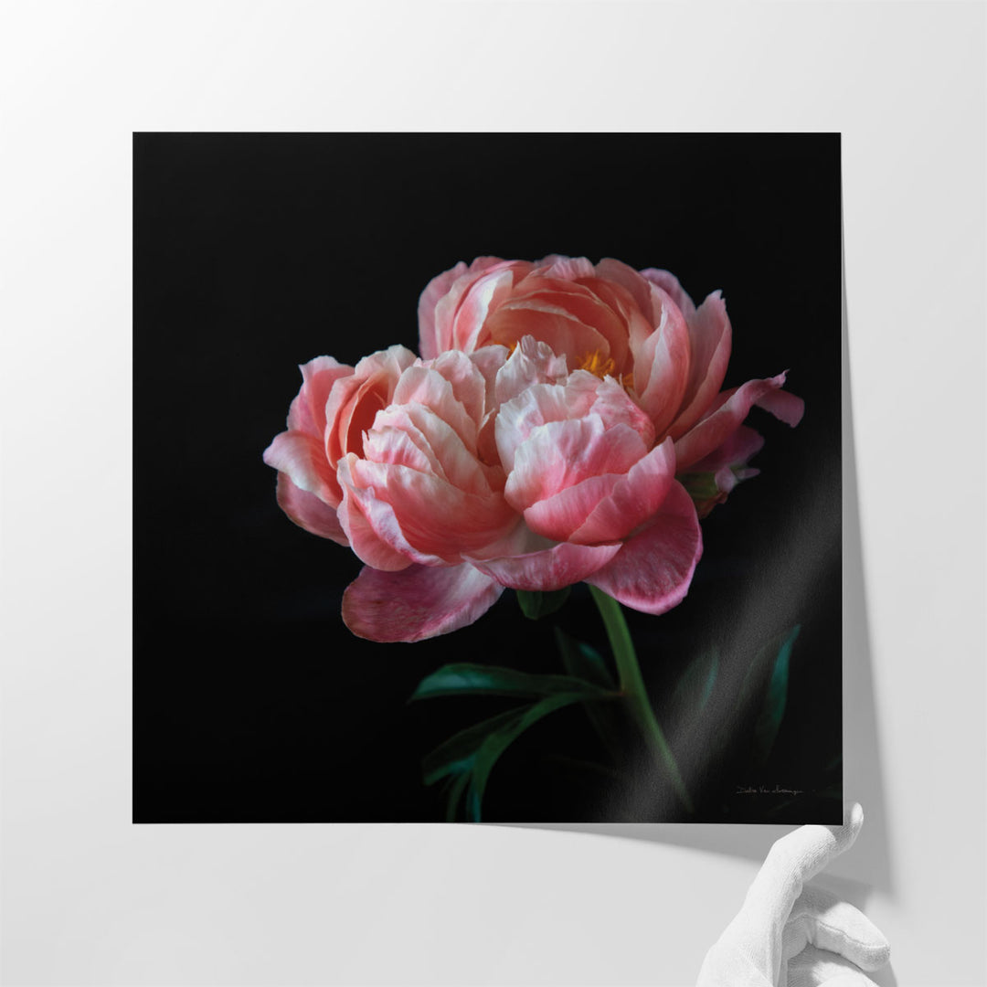 Coral Peonies V - Canvas Print Wall Art