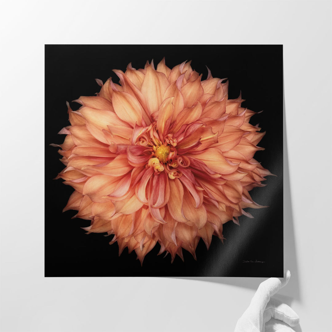 Dahlia I - Canvas Print Wall Art