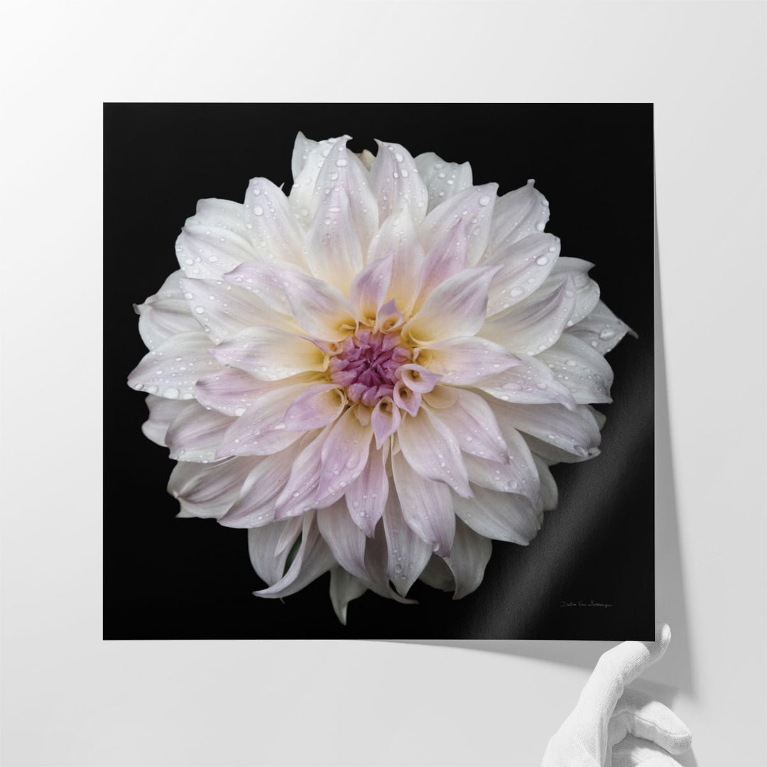 Dahlia IV - Canvas Print Wall Art