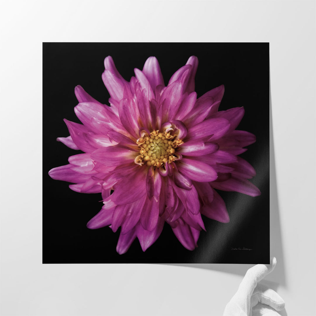 Dahlia V - Canvas Print Wall Art