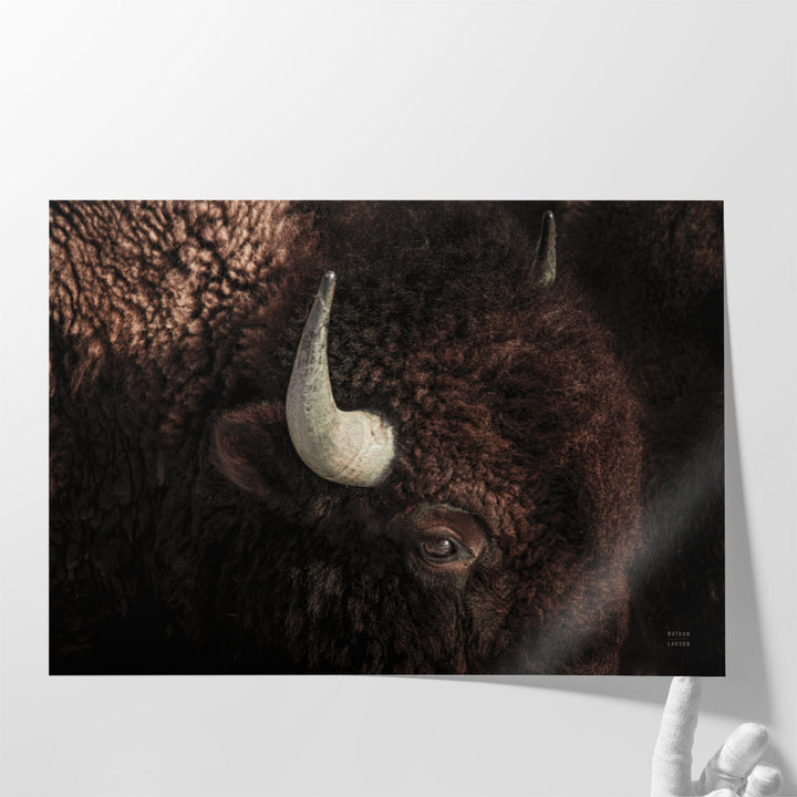 Bison - Canvas Print Wall Art