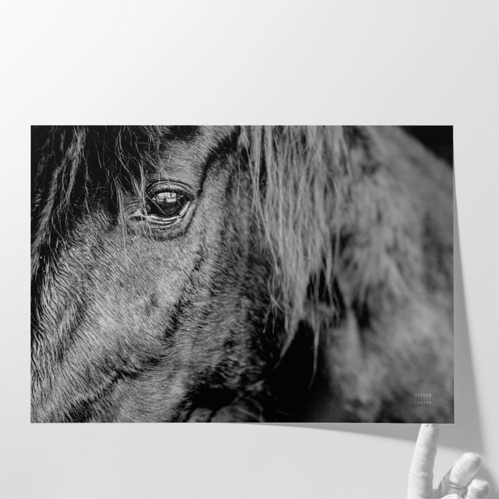 Mustang - Canvas Print Wall Art