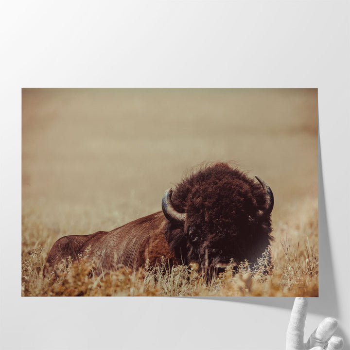 Tall Grass Bison II - Canvas Print Wall Art