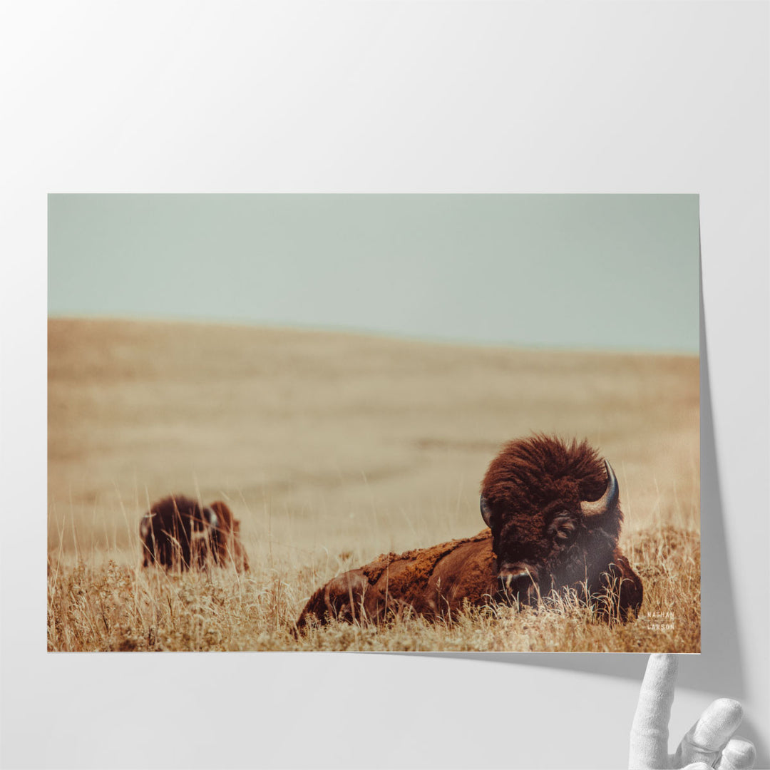 Tall Grass Bison - Canvas Print Wall Art