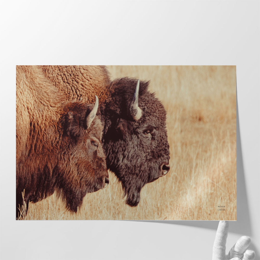 Bison Pair - Canvas Print Wall Art